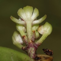 Gastrochilus acaulis (Lindl.) Kuntze
